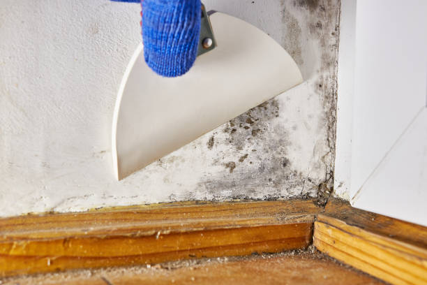 Best Crawl Space Mold Remediation  in Fairview, MT